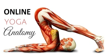 Yoga anatomy